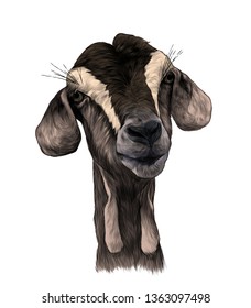 goat head girl with dangles on the bottom of the muzzle, sketch vector graphics color illustration on white background