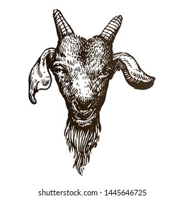 Goat Head Hand Drawing Illustration