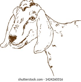 Goat head. Hand drawn sketch in a graphic style. Vintage vector engraving illustration for poster, web. Isolated on white background mik goat.
