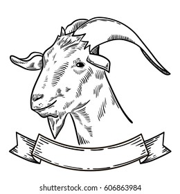 Goat head. Hand drawn sketch in a graphic style with empty ribbon. Vintage vector engraving illustration for poster, web. Isolated on white background