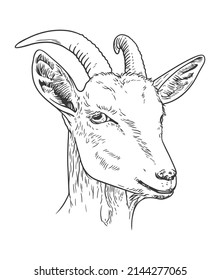 Goat head hand-drawn vector line art illustration