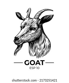 Goat head illustration. Vector sketch