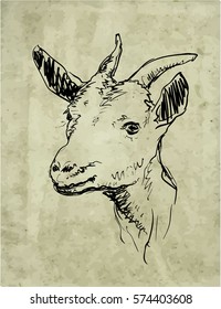 Goat Head Line Drawing Vector Illustration: เวกเตอร์สต็อก (ปลอดค่า