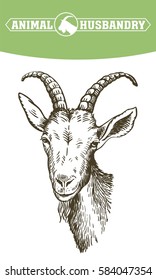 goat head. livestock. animal grazing. sketch drawn by hand.