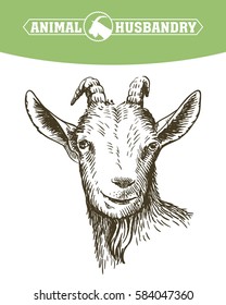 goat head. livestock. animal grazing. sketch drawn by hand.