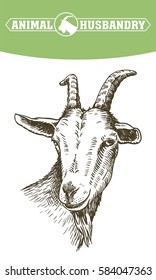 goat head. livestock. animal grazing. sketch drawn by hand.