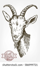 goat head. livestock. animal grazing. sketch drawn by hand on a white background