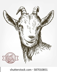 goat head. livestock. animal grazing. sketch drawn by hand on a white background