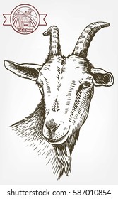 goat head. livestock. animal grazing. sketch drawn by hand on a white background