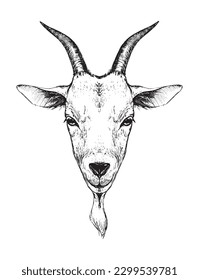 Goat head logo, hand drawing engraving stylization, farm animal, livestock products. Vector hand drawing illustration isolated on white background.