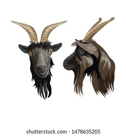 Goat head portrait front and side. Vector illustration isolated on white background