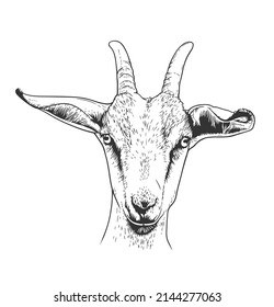 Goat head portrait hand-drawn vector line art illustration