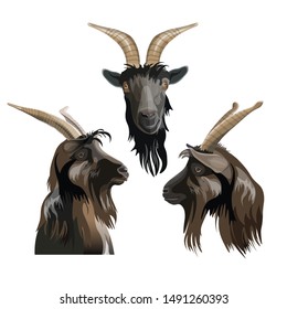 Goat head set. Vector illustration isolated on white background