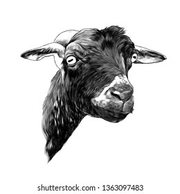 goat head sketch vector graphics monochrome illustration on white background