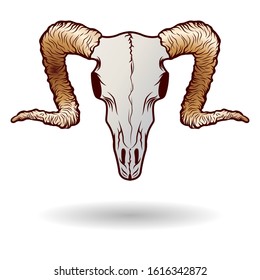 Goat head in skull vector illustration. Animal bone. Shirt design concept. Eps 10