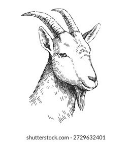 Retrato de Vector de cabeza de cabra. Dibujado a mano cara de animal de granja para el logotipo de productos lácteos. Boceto de ganado de Antiguas con cuernos.