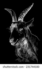 Goat head white hand drawn isolated on black background vector illustration