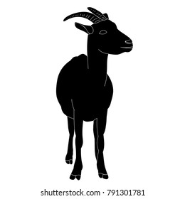 goat with horns