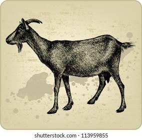 Goat with horns, hand-drawing. Vector illustration.