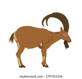 Goat ibex vector illustration isolated on white background. Mountain wildlife animal.
