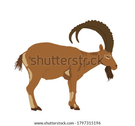 Goat ibex vector illustration isolated on white background. Mountain wildlife animal.