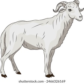 goat illustration, goat for Eid al-Adha