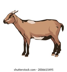 Ilustración De Cabra En Fondo Aislado