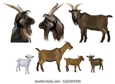 Goat images collection. Bucks, nanny and kids. Set of vector illustration isolated on white background