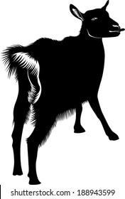 goat isolated on white background