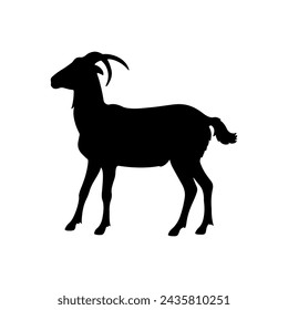 Goat isolated on white background 