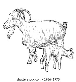 goat with kid. hand drawing set of vector sketches