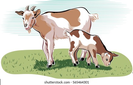 Goat and kid, in a meadow.