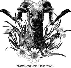 goat with large horns muzzle full face composition decorated with flowers of chamomile and dandelion, sketch vector graphics monochrome illustration on a white background