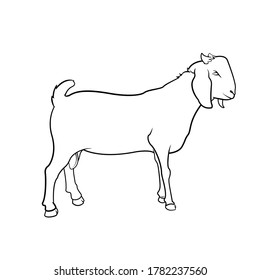 goat line art drawing animal