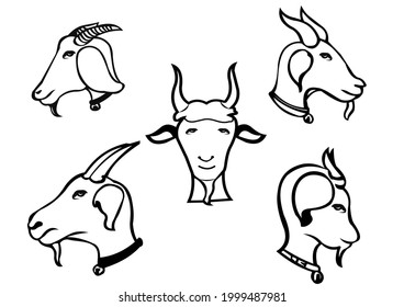 Goat line art, vector, part, front, sketch before making a vector