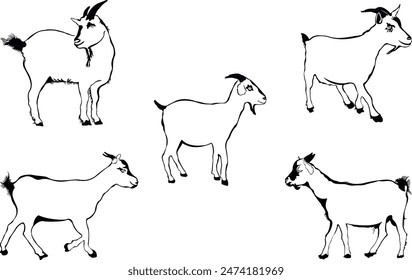 Goat Line Drawing Vector Illustration