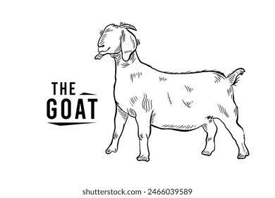Goat line sketch logo in engraving style, hand drawn black and white vector illustration