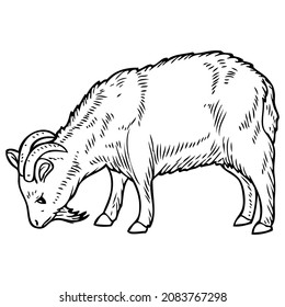 goat line vector illustration,isolated on white background,top view
