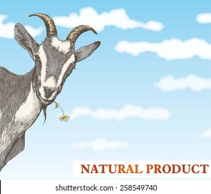 goat looks out from behind a corner against a beautiful blue sky with white clouds