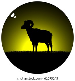 goat on field