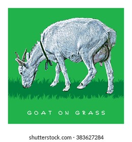 Goat On Grass. Colored Vector Illustration.