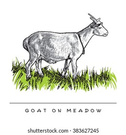 Goat On Meadow. Colored Vector Illustration.
