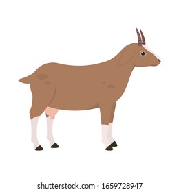 goat on the side. Isolated vector illustration