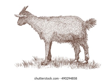 Goat on white background. Hand drawn vector illustration of goat animal.