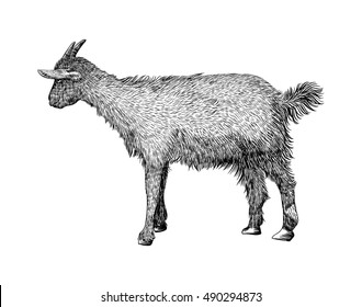 Goat on white background. Hand drawn vector illustration of goat animal.