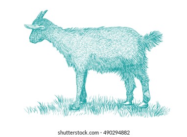 Goat on white background. Hand drawn vector illustration of goat animal.