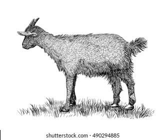 Goat on white background. Hand drawn vector illustration of goat animal.