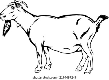 Goat Outline Vector Illustrations Design Stock Vector (Royalty Free ...