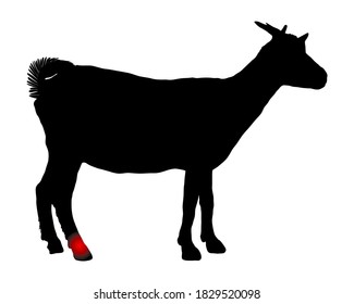 Goat with pain in the hock