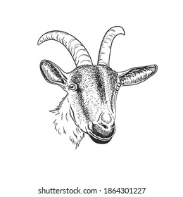 Goat goat portrait black and white isolated on white background. Monochrome color. Realistic animal. Farm. Agriculture, dairy products. Emblem, logo